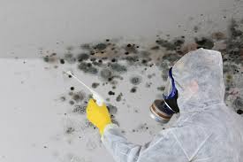 Reliable Orion, IL Mold Removal & Remediation Solutions